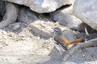 Erythropygia leucophrys